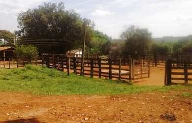 Imagem 16: Fazenda excelente à venda entre Votuporanga e Cardoso-SP