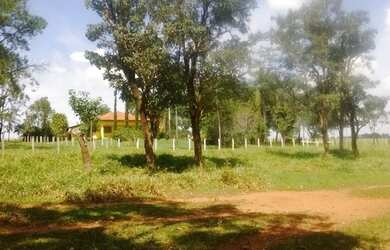 Imagem 10: Fazenda excelente à venda entre Votuporanga e Cardoso-SP