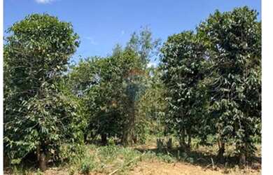 Imagem 15: Fazenda Morro Grande - 215 hectares com café ,agua abundante e potencial...