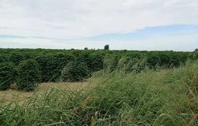 Imagem 14: fazenda na região da cidade de franca no estado de São Paulo