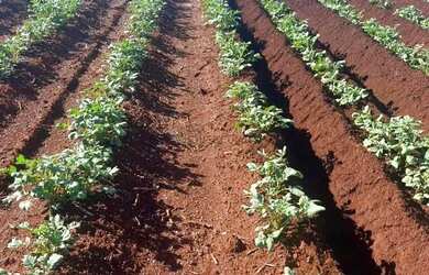 Imagem: A fazenda possui 680m² de Área e está localizado em Jeriquara