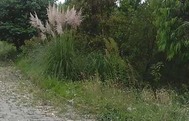 Imagem 2: Terreno Desvio Rizzo Caxias do Sul