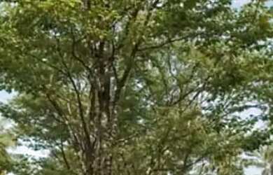 Imagem 16: Investimento ao lado da Vila Padre em Tamandaré/Carneiros-PE