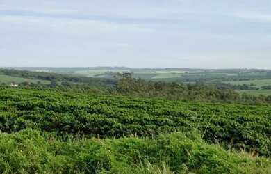 Imagem 15: fazenda na região da cidade de franca no estado de São Paulo