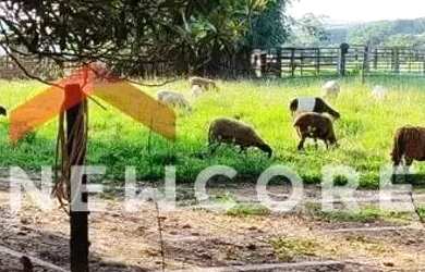 Imagem: A fazenda possui 150m² de Área e está localizado em Centro