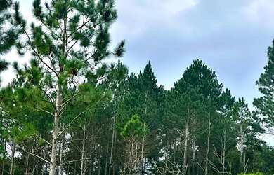 Imagem 8: Terreno em local tranquilo e seguro