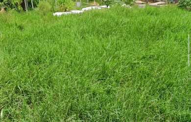 Imagem: Terreno de Esquina no Veneza