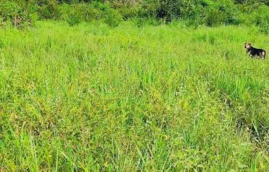 Imagem 12: A M IMOVEIS VENDE EXELENTE FAZENDA COM 13 ALQUEIRES MINAÇU-GO