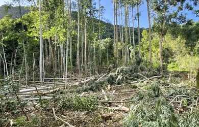 Imagem 15: Área - Bairro Linha São Paulo