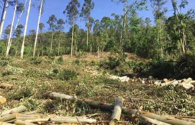 Imagem: O terreno possui 6m² de Área e está localizado em Nova Petrópolis