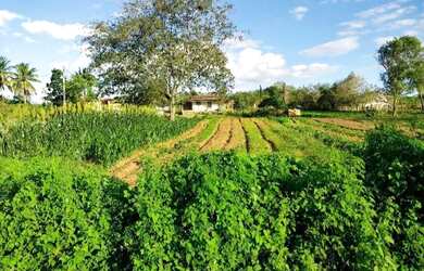 Imagem 3: Chácara. 12.000m² de Área