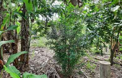 Imagem: Chácaras no Horto Baratinha