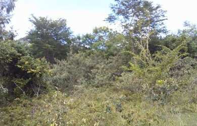 Imagem 1: Vendo fazenda excelente pra reserva legal