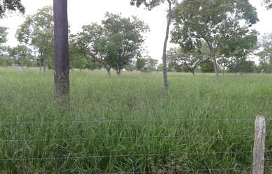 Imagem 9: Excelente Fazenda de 1.500 Hectares em Montes Claros Minas Gerais