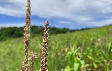 Imagem: Oportunidade em Ibiúna Terreno para Chácara