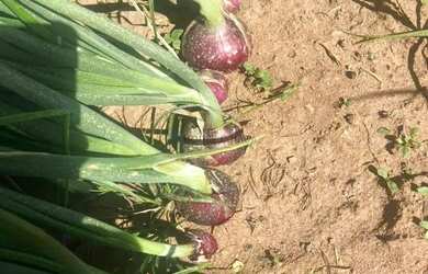 Imagem 2: fazenda na região da cidade de franca no estado de São Paulo