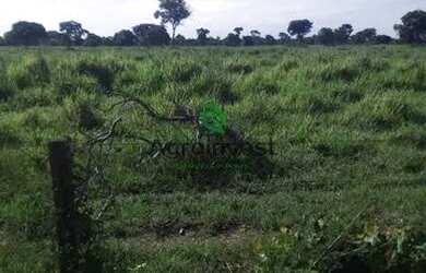 Imagem 5: Fazenda no Município de São Miguel do Araguaia - GO