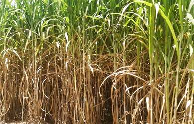 Imagem 5: OPORTUNIDADE ÚNICA Fazendinha de 38 hectares as margens da BR a 12 km...