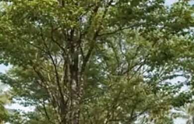 Imagem 9: Investimento ao lado da Vila Padre em Tamandaré/Carneiros-PE