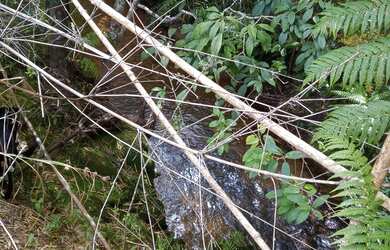 Imagem: O terreno possui 20.000m² de Área e está localizado em Bosque