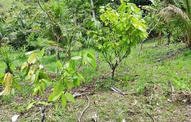 Imagem 9: Fazenda de 26,4167 hectares