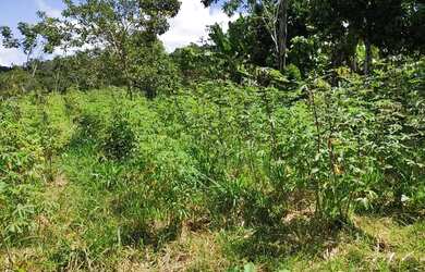 Imagem 1: Fazenda de 26,4167 hectares