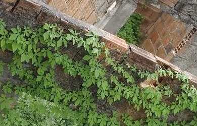 Imagem: O terreno está localizado em Cajueiro Seco, Jaboatão Dos Guararapes