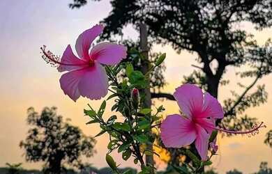 Imagem: O terreno possui 500m² de Área e está localizado em Ibiúna