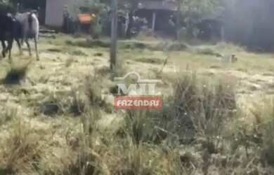 Imagem 4: Fazenda 90 alqueires 435,6 hectares Amaralina - Go