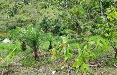 Imagem 12: Fazenda de 26,4167 hectares