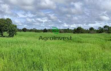 Imagem 2: Fazenda no Município de São Miguel do Araguaia - GO