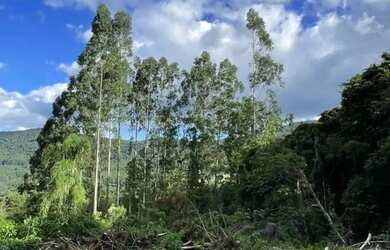 Imagem 16: Área - Bairro Linha São Paulo