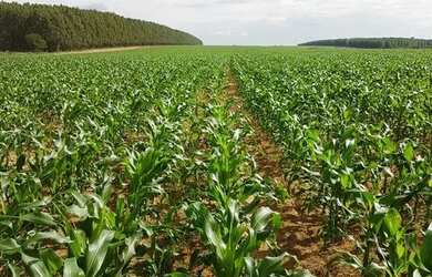 Imagem 2: Fazenda de 6.300 hectares em Bonfinopolis-MG