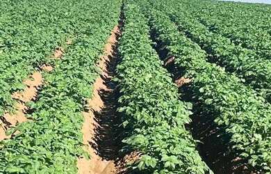 Imagem 5: fazenda na região da cidade de franca no estado de São Paulo