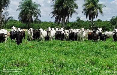 Imagem: A fazenda possui 150000m² de Área e Imóvel novo e está localizado