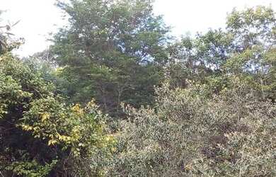 Imagem 3: Vendo fazenda excelente pra reserva legal