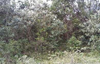 Imagem 2: Vendo fazenda excelente pra reserva legal