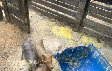 Imagem 6: Vende se uma propriedade. 774.400m² de Área