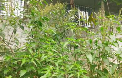 Imagem 15: Super chacara casarão 4 mil mts 240 mil reais