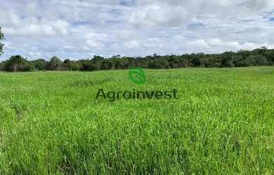 Imagem 4: Fazenda no Município de São Miguel do Araguaia - GO