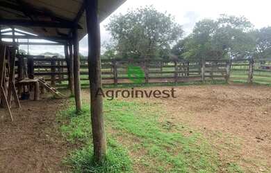 Imagem 11: Fazenda no Município de São Miguel do Araguaia - GO