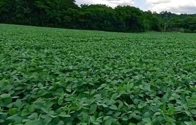 Imagem: A chácara possui 7.000m² de Área e está localizado em Rio