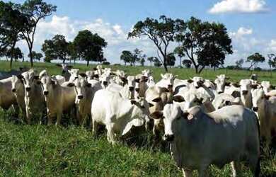 Imagem: A fazenda à venda possui e está localizado em Barro Alto