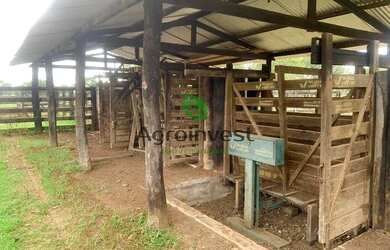 Imagem 12: Fazenda no Município de São Miguel do Araguaia - GO