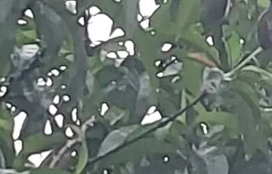 Imagem: A chácara possui 2.400m² de Área e está localizado em Atuba