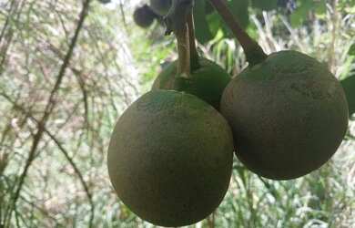 Imagem: 03) Terrenos (Proximo da Fabrica da Coca Cola em Varzea Grande-MT