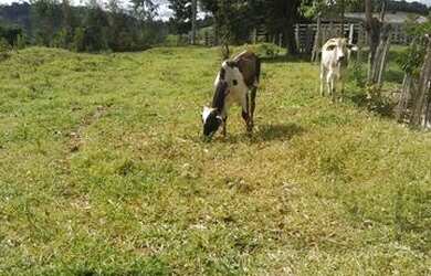 Imagem 6: Vendo fazenda Itamari 5 hectares