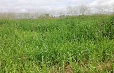Imagem 1: Fazenda na região do Vale do Araguaia