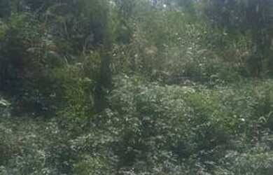 Imagem 2: Vendo terreno 5 x 40 Novo Jockey com escritura