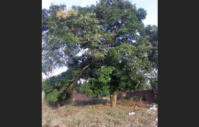 Imagem: O terreno e está localizado em Paço do Lumiar, MA à venda